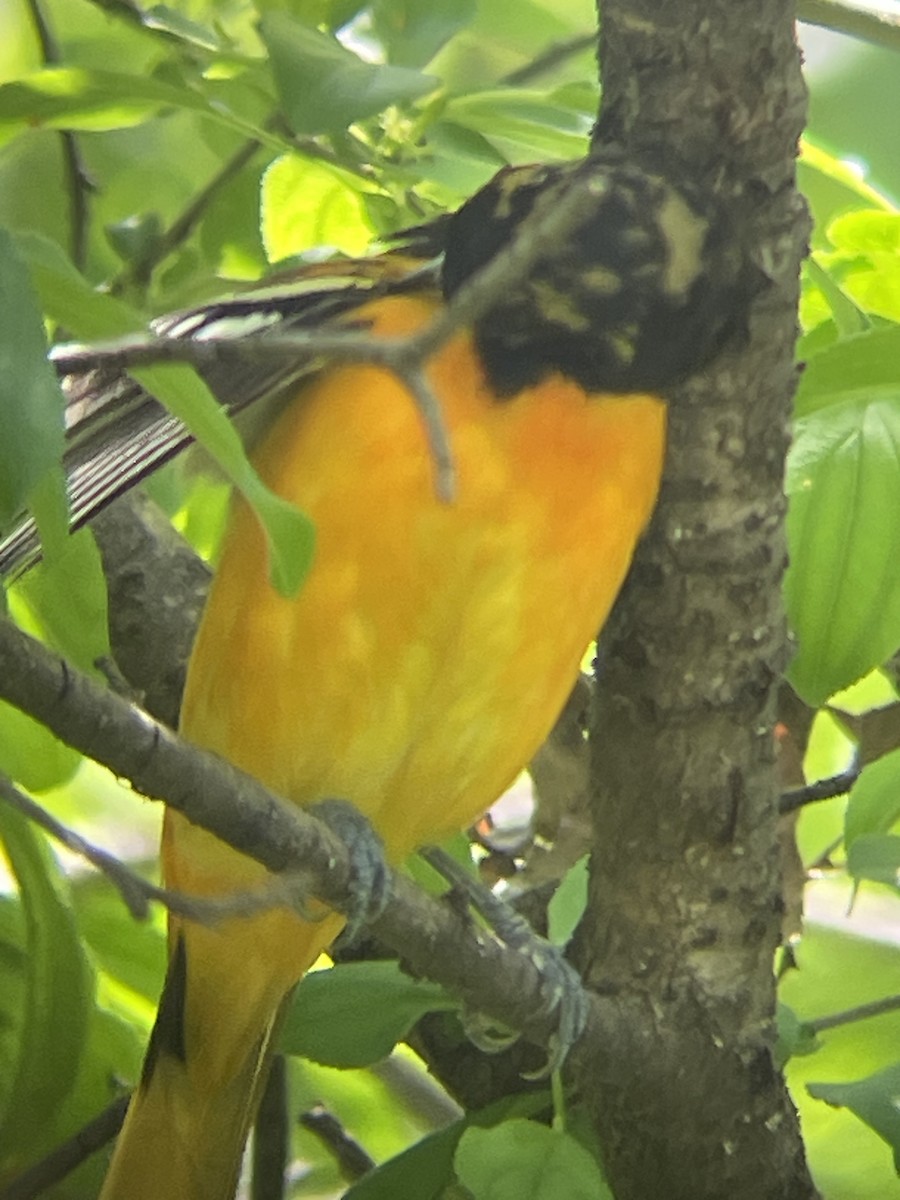 Oriole de Baltimore - ML619344777