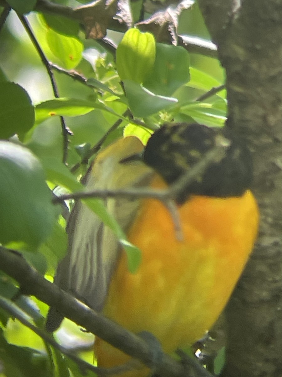 Baltimore Oriole - ML619344780