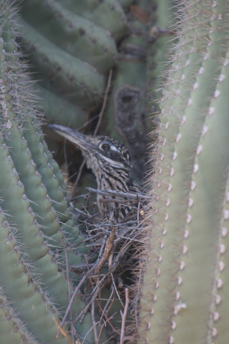 Greater Roadrunner - ML619344782
