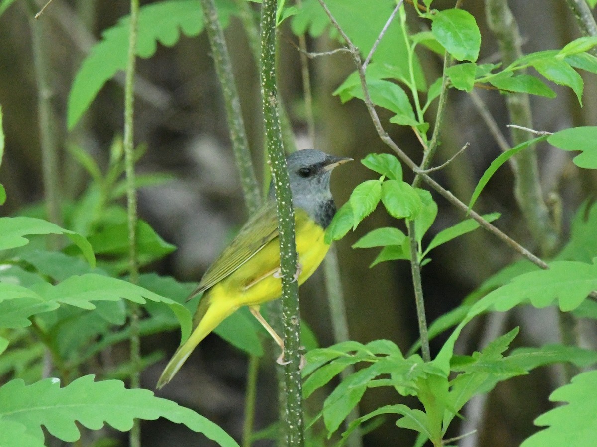 Mourning Warbler - ML619344783