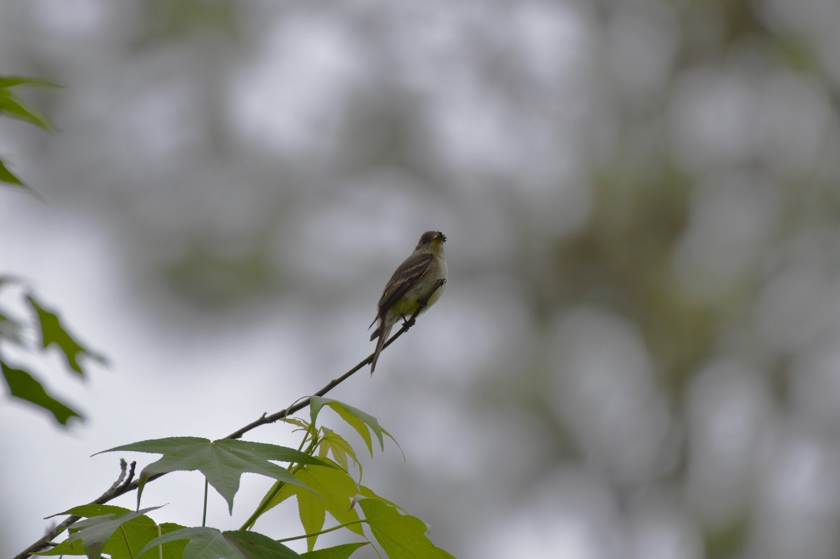 Eastern Wood-Pewee - Rebekah Boan