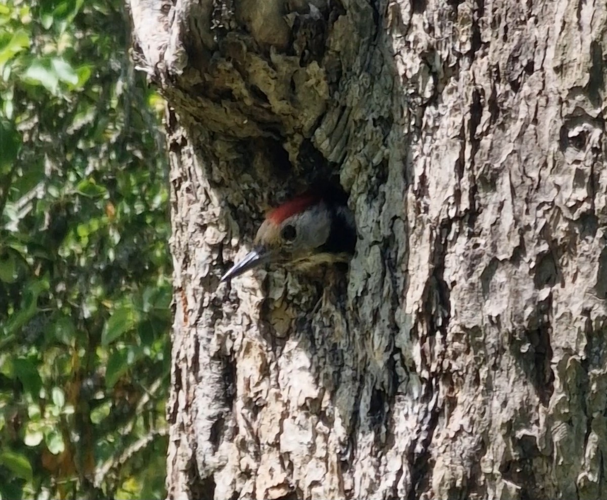 Middle Spotted Woodpecker - Benoit Brayer