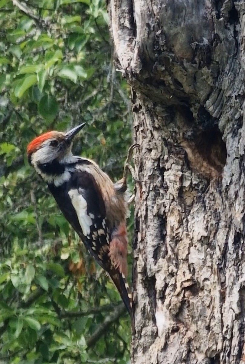 Middle Spotted Woodpecker - Benoit Brayer