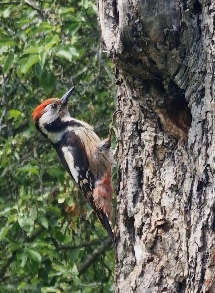 Middle Spotted Woodpecker - Benoit Brayer