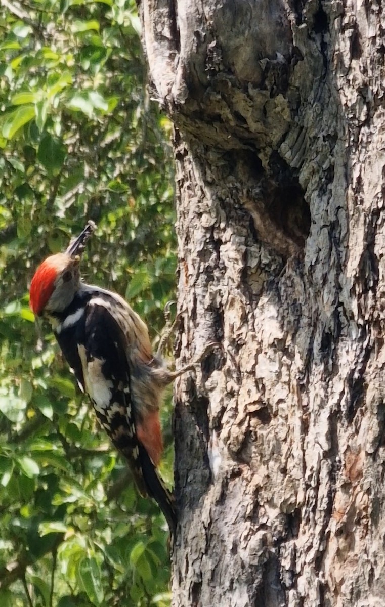 Middle Spotted Woodpecker - Benoit Brayer