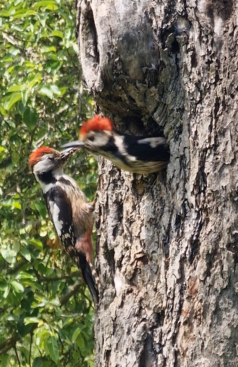 Middle Spotted Woodpecker - Benoit Brayer