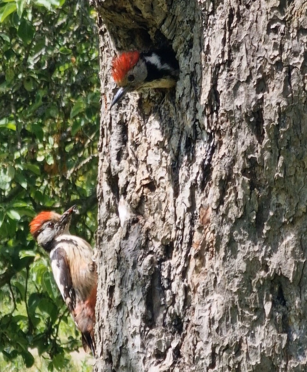 Middle Spotted Woodpecker - Benoit Brayer