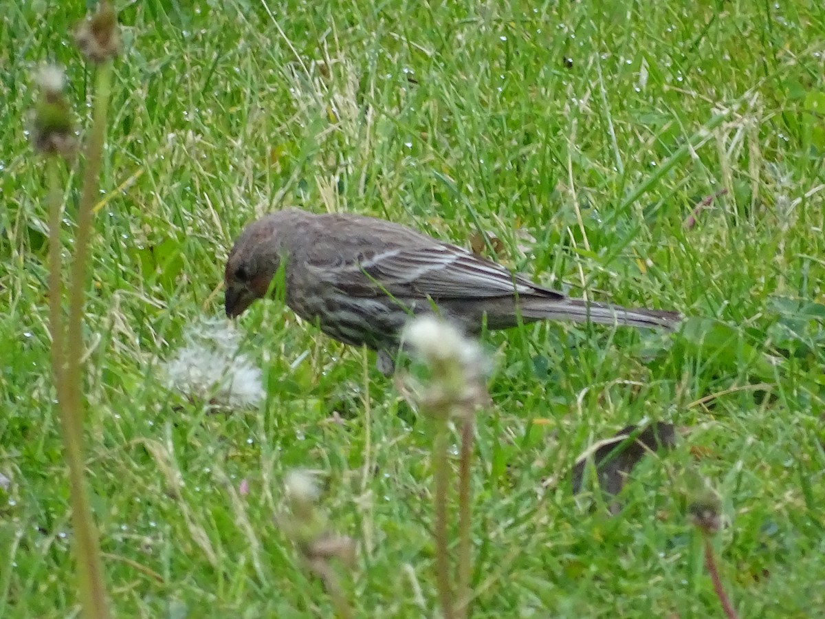 House Finch - Jim Walton