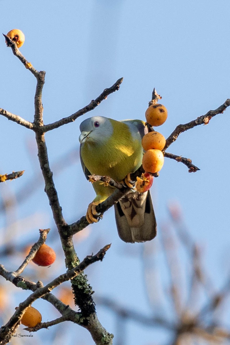 Yellow-footed Green-Pigeon - Esmail Samiwala