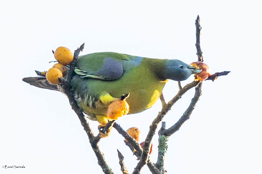 Yellow-footed Green-Pigeon - Esmail Samiwala