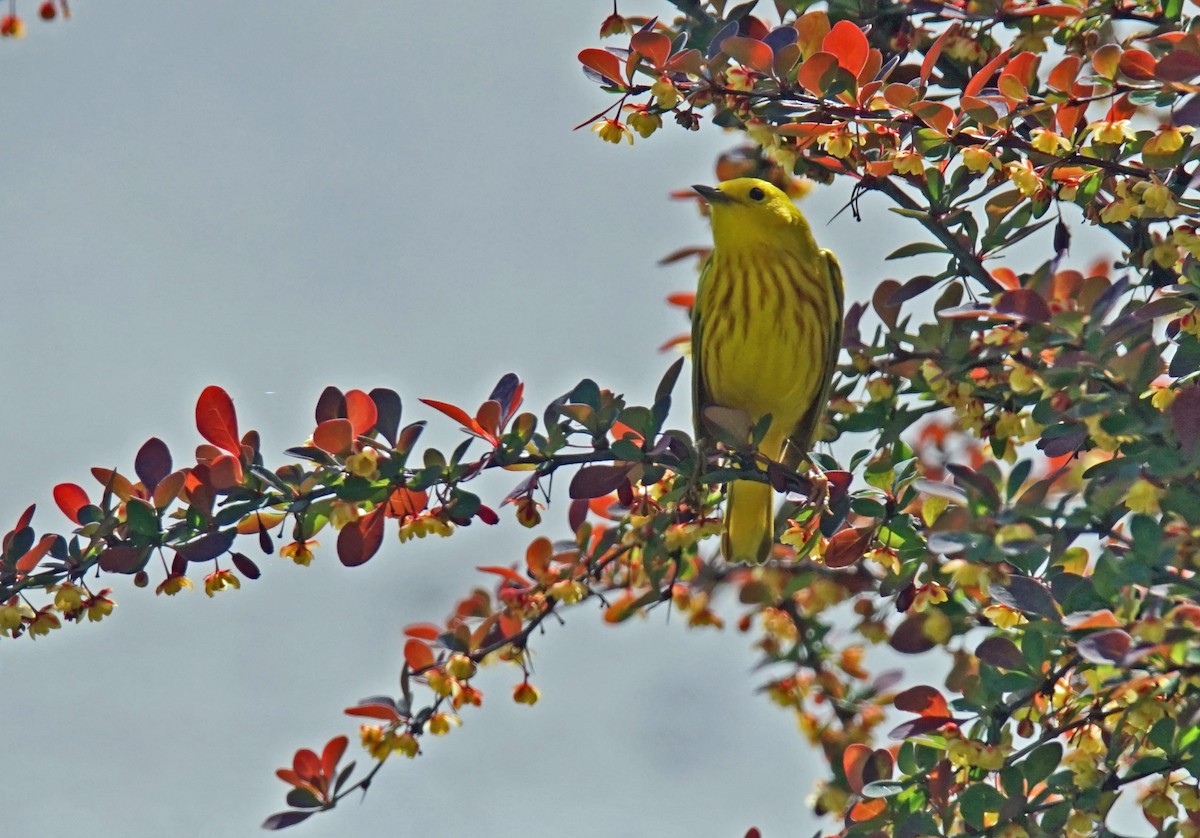 Yellow Warbler - ML619344833