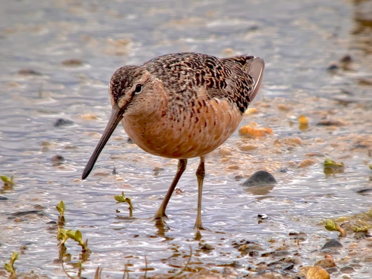 Long-billed Dowitcher - ML619344848