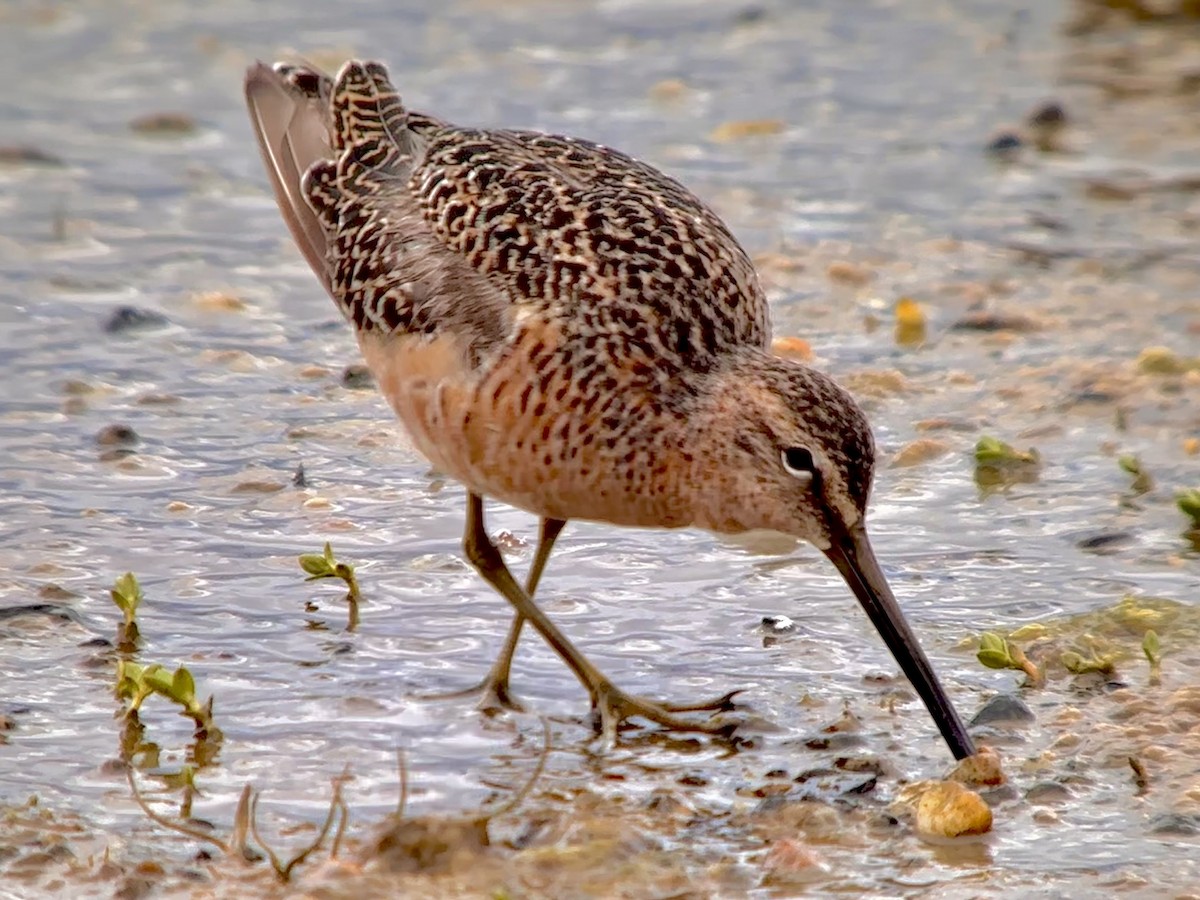 Long-billed Dowitcher - ML619344849