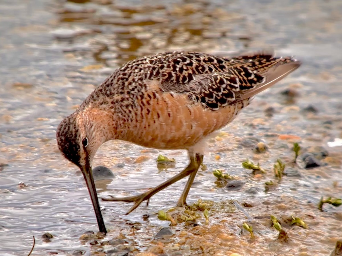 Long-billed Dowitcher - ML619344850