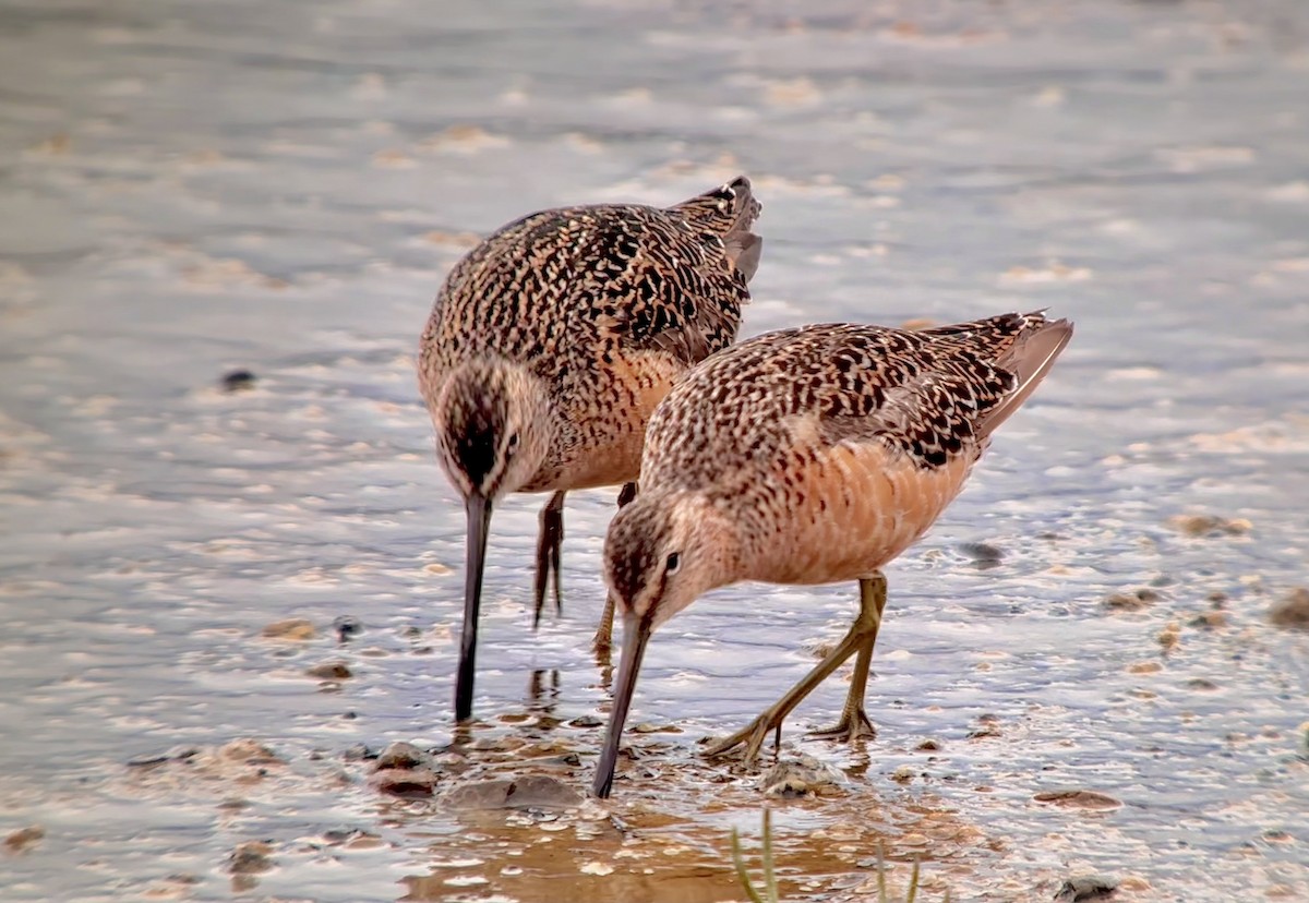 Long-billed Dowitcher - ML619344851