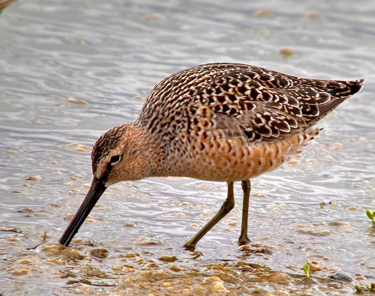 Long-billed Dowitcher - ML619344852