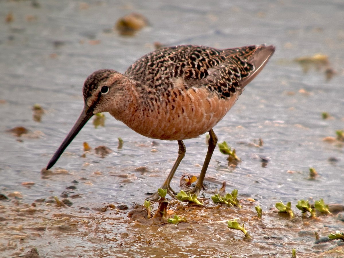 Long-billed Dowitcher - ML619344853