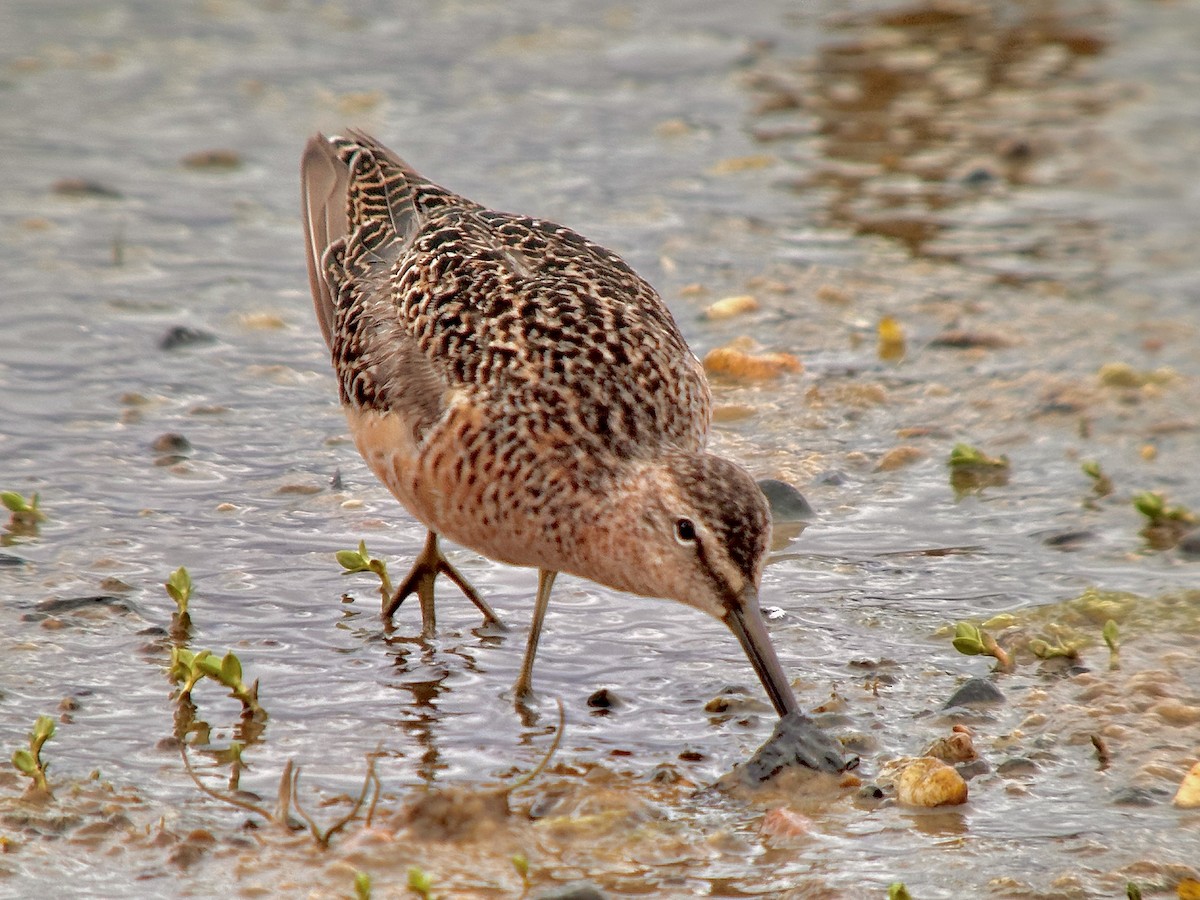 Long-billed Dowitcher - ML619344854
