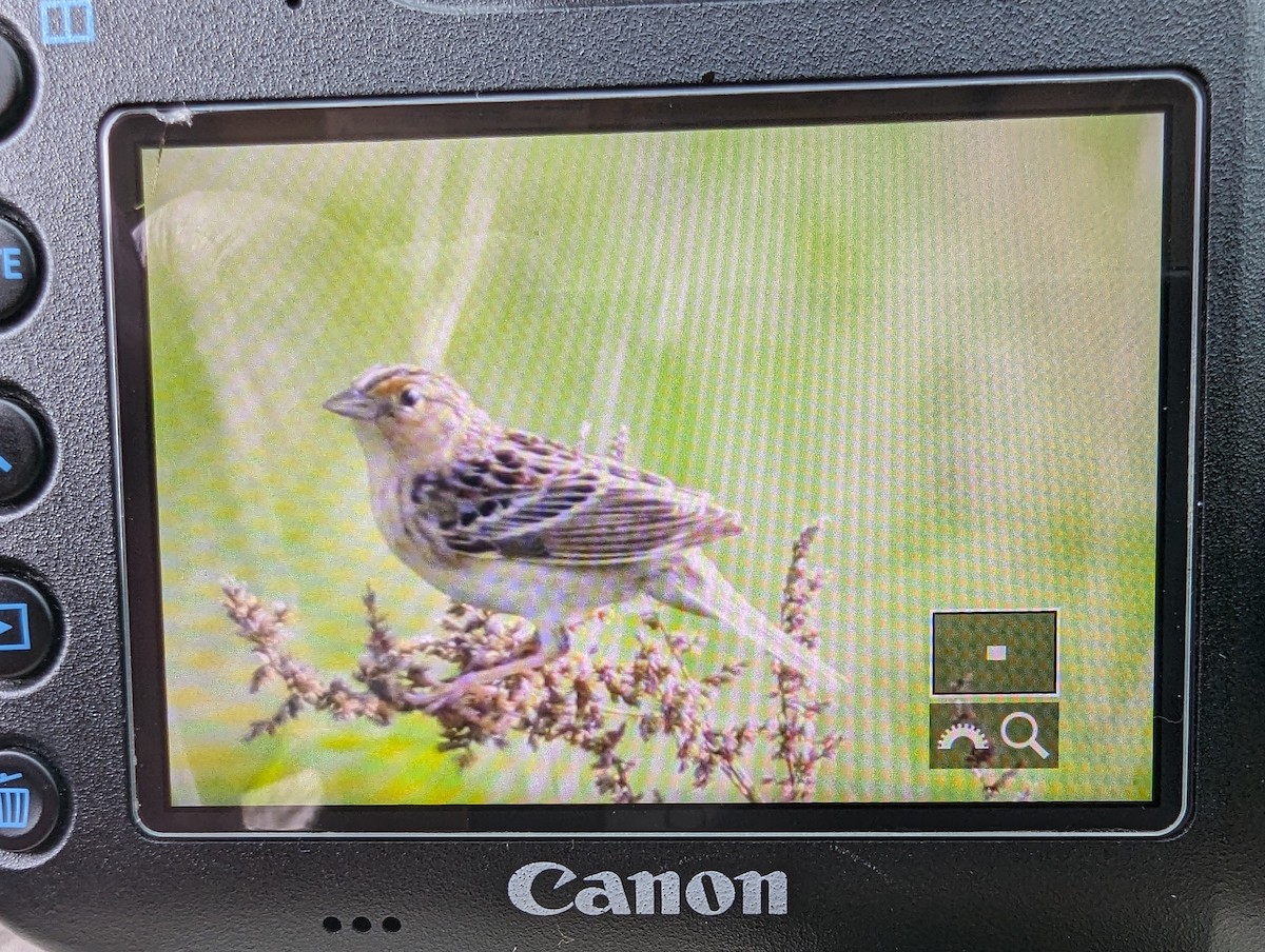 Grasshopper Sparrow - Phil Mills