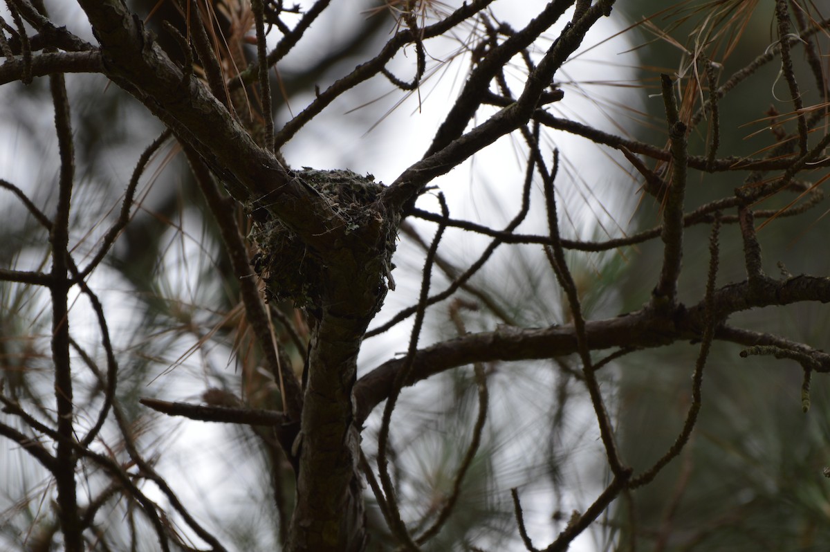 Eastern Wood-Pewee - ML619344862