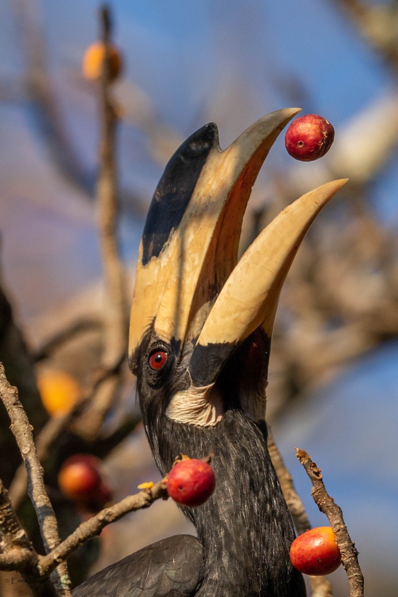 Malabar Pied-Hornbill - Esmail Samiwala