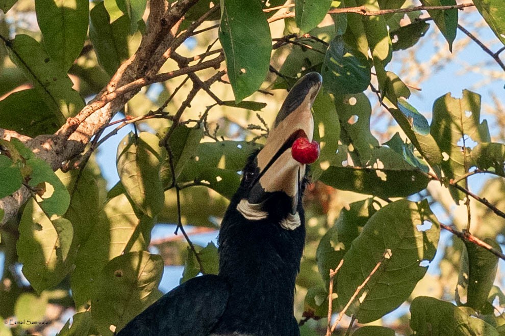 Malabar Pied-Hornbill - Esmail Samiwala