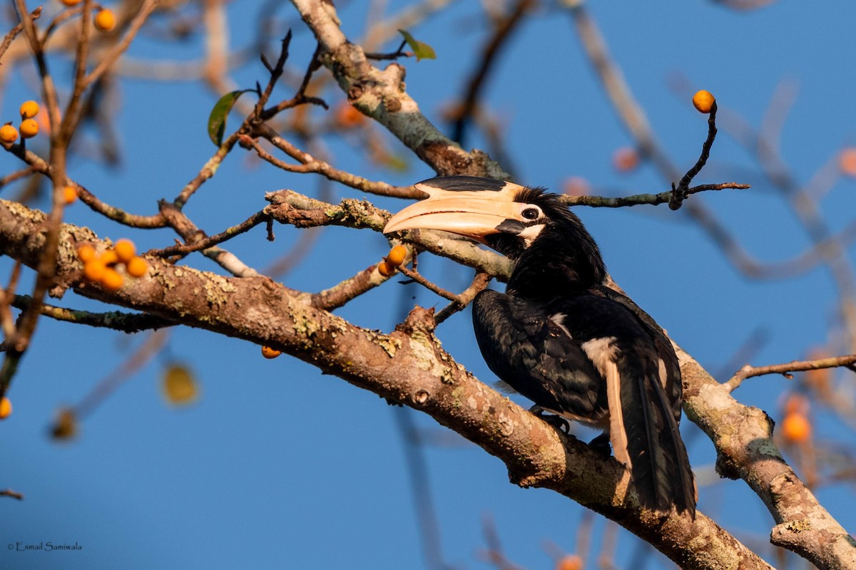 Malabar Pied-Hornbill - Esmail Samiwala