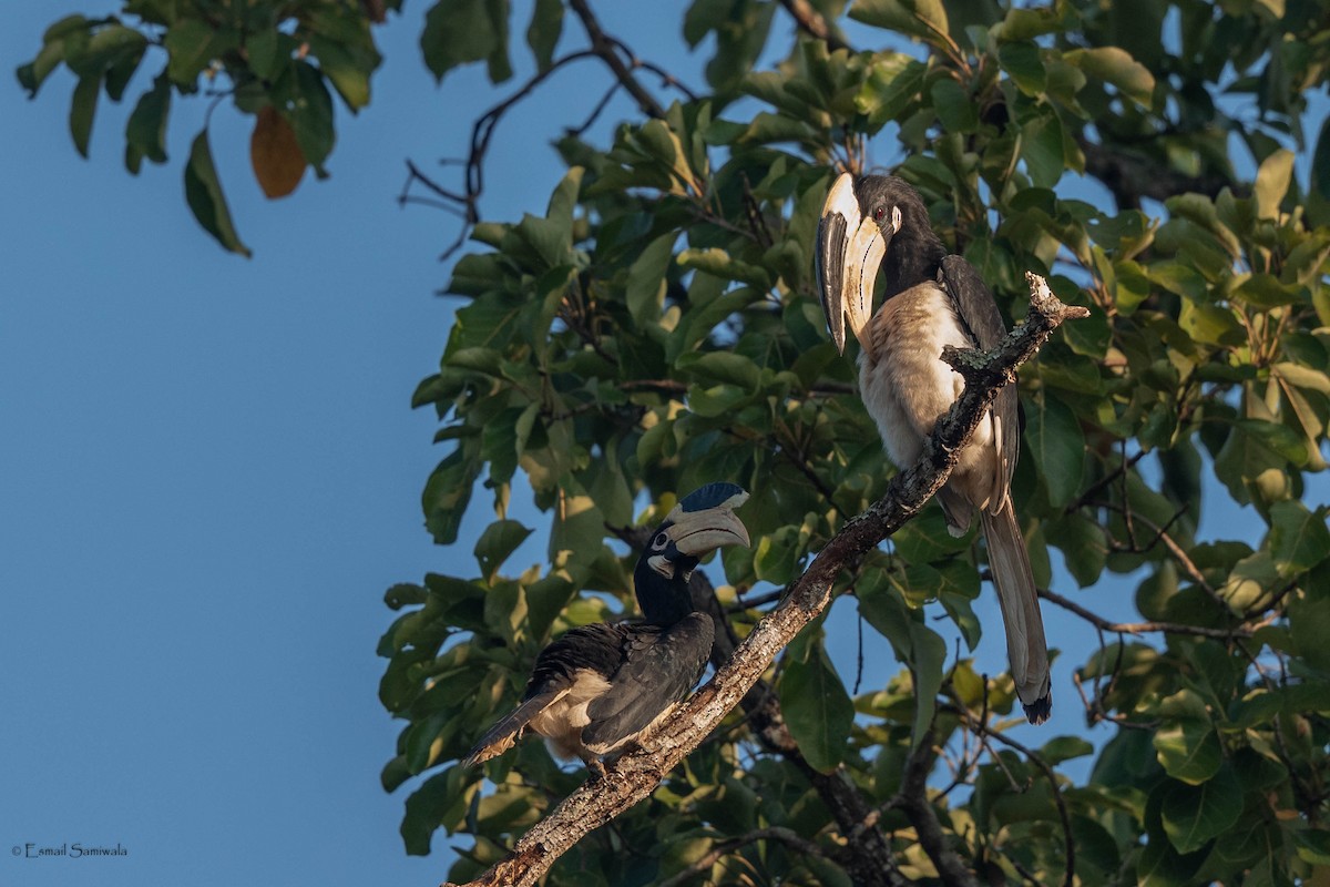 Malabar Pied-Hornbill - Esmail Samiwala