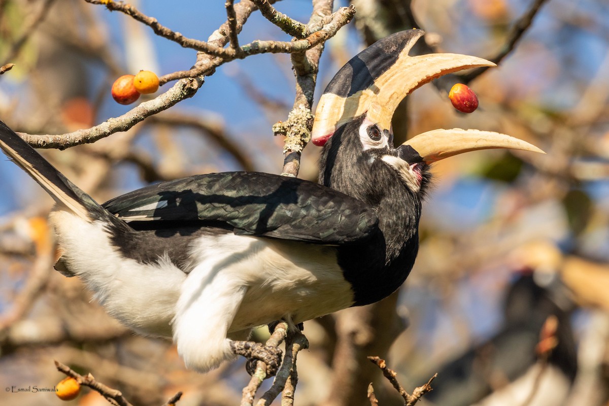 Malabar Pied-Hornbill - Esmail Samiwala