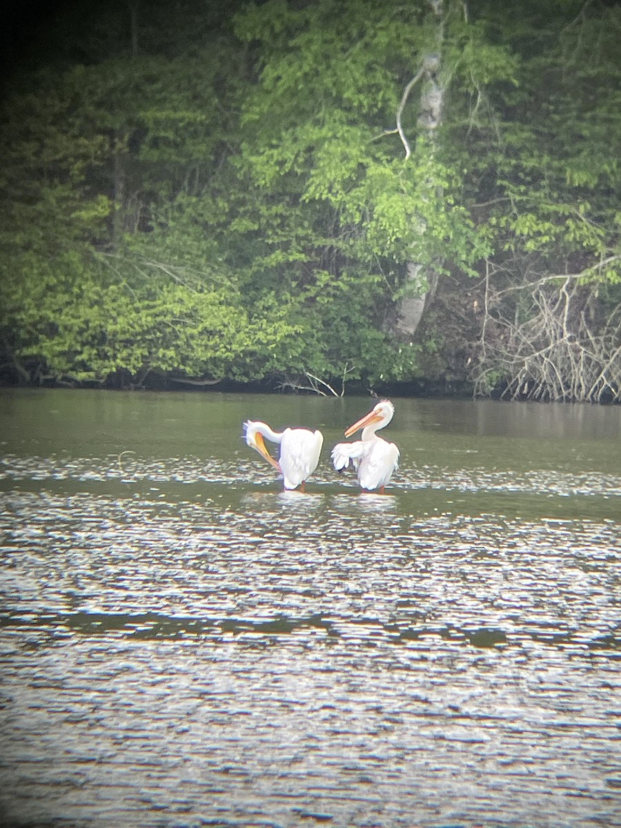 American White Pelican - Katrina Theisen