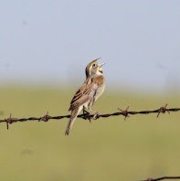 Dickcissel - Samantha Engstrom