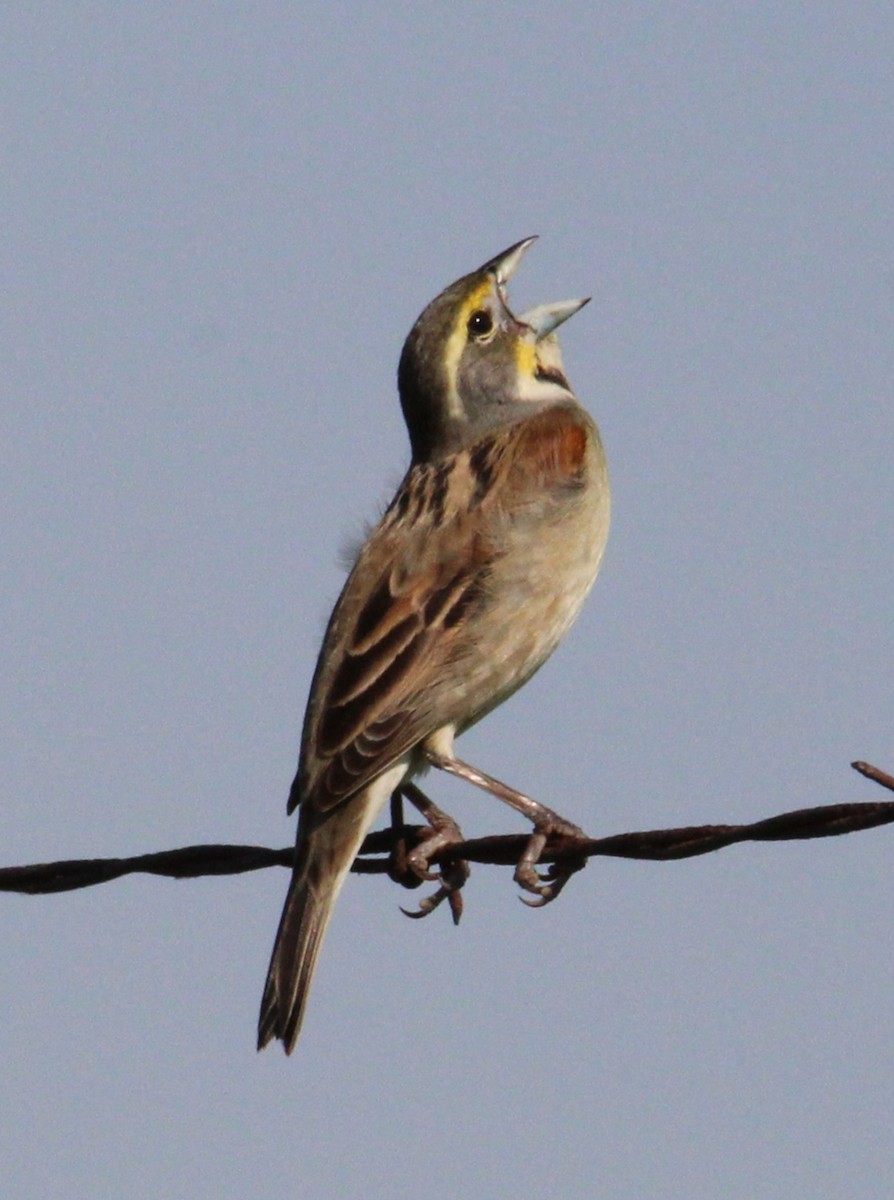 Dickcissel - Samantha Engstrom