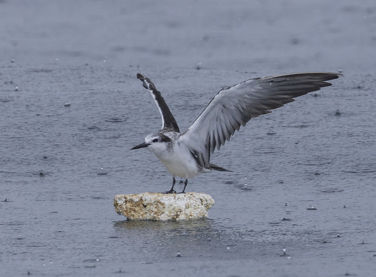 Bridled Tern - Charmain Ang