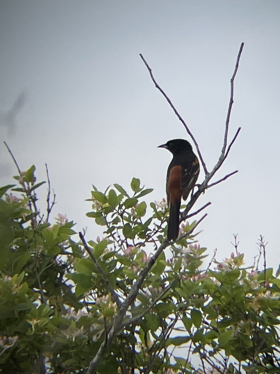 Orchard Oriole - ML619344915