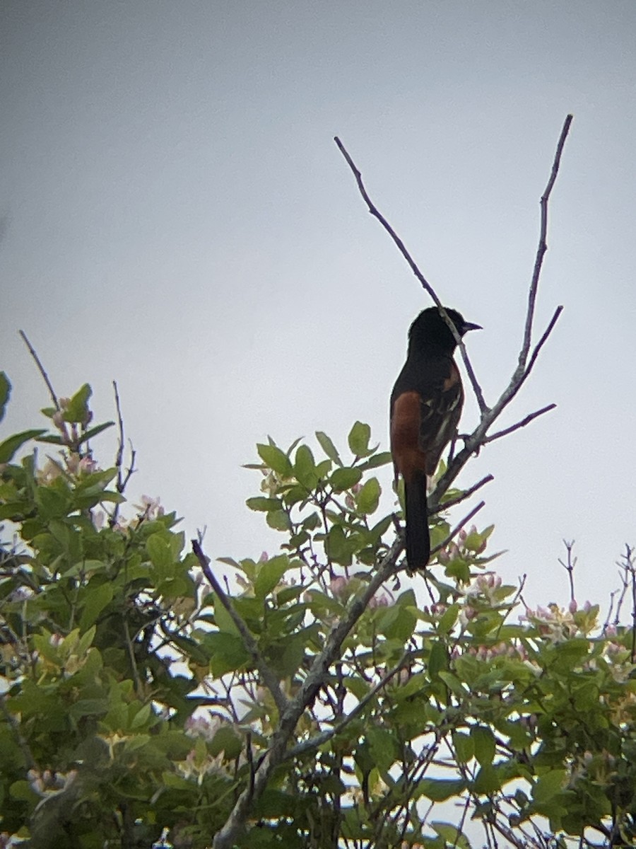 Orchard Oriole - ML619344916