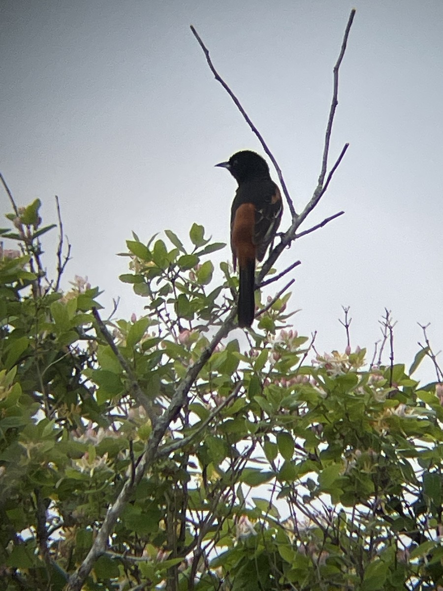 Orchard Oriole - ML619344917