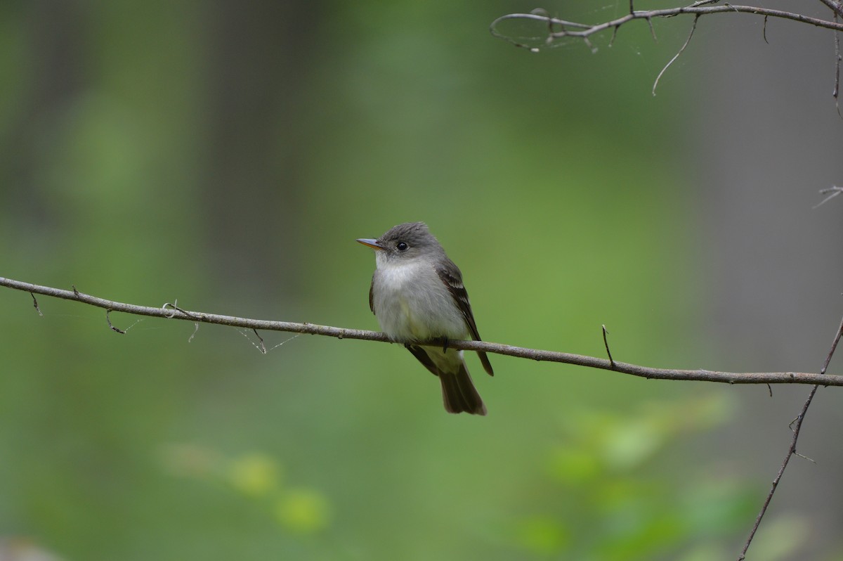 Eastern Wood-Pewee - ML619344921
