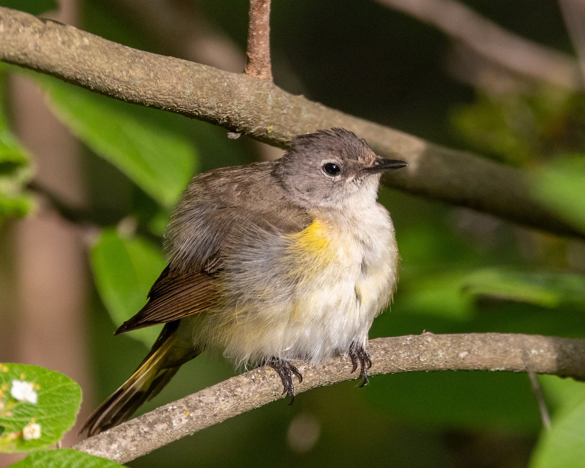 American Redstart - ML619344934