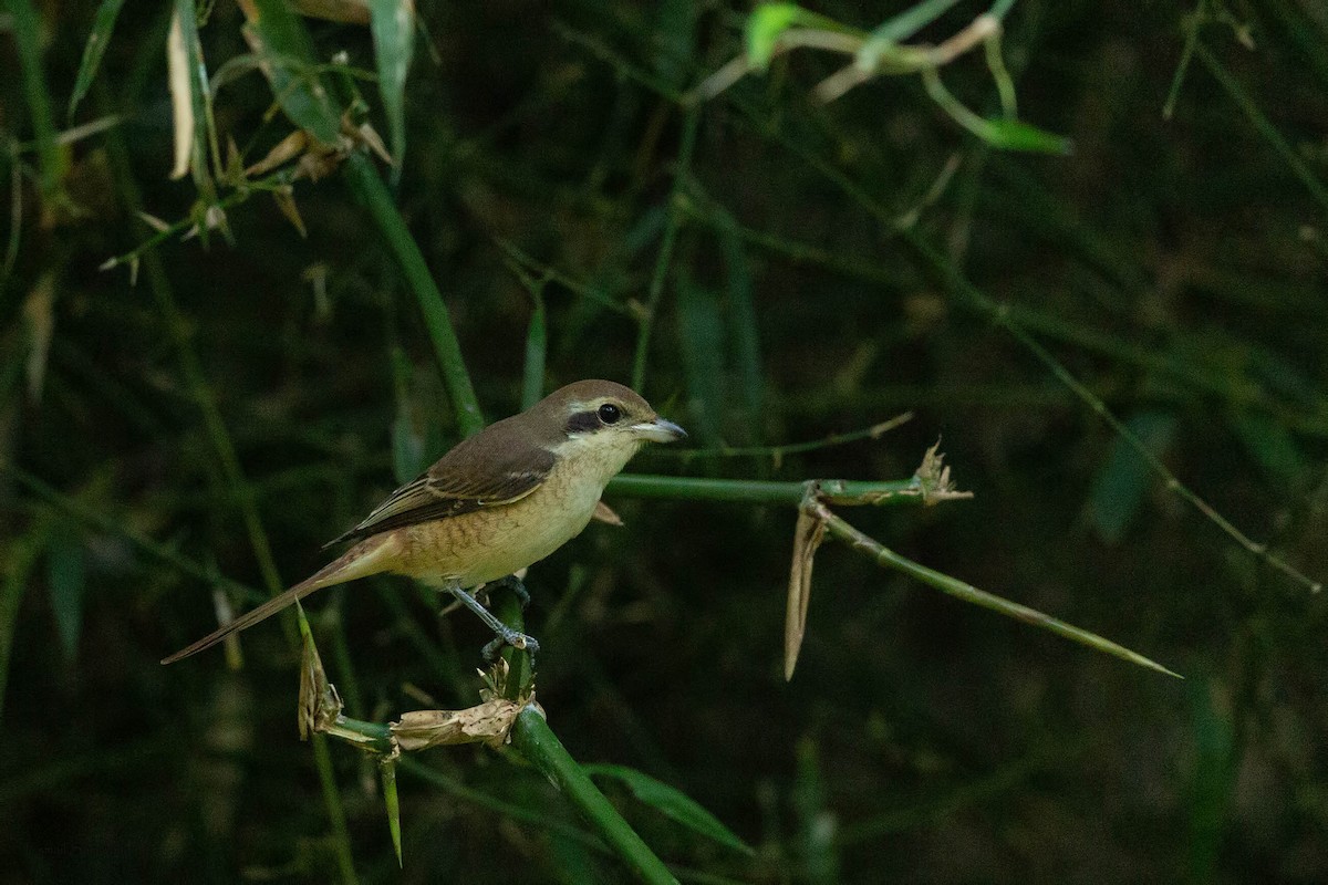 Brown Shrike - Esmail Samiwala