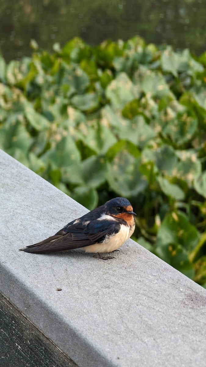 Barn Swallow - Jim Haldeman