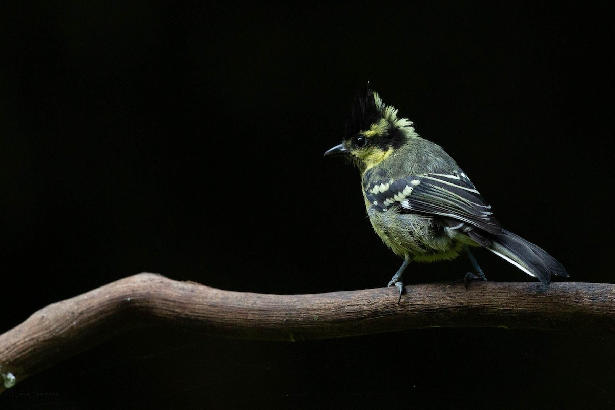 Indian Yellow Tit - Esmail Samiwala