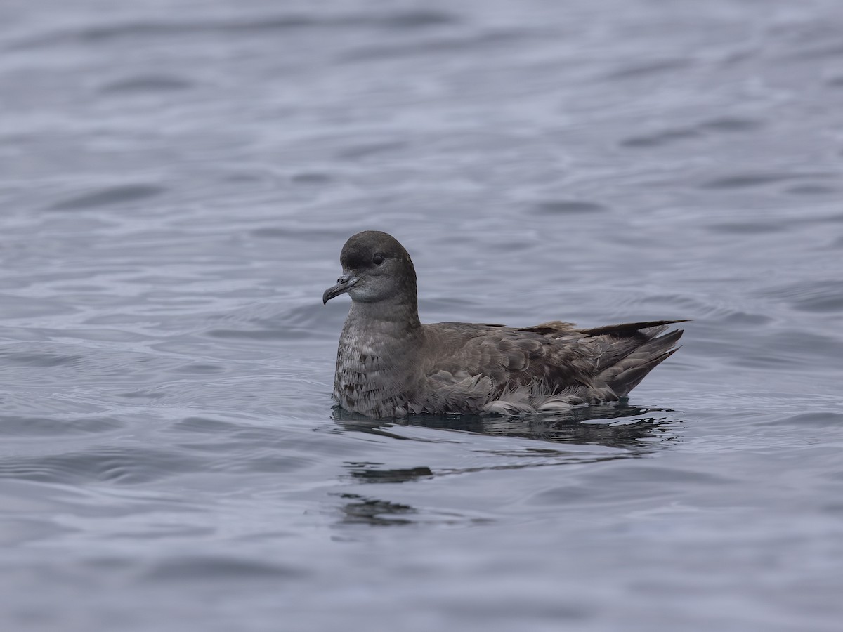 Short-tailed Shearwater - Charmain Ang