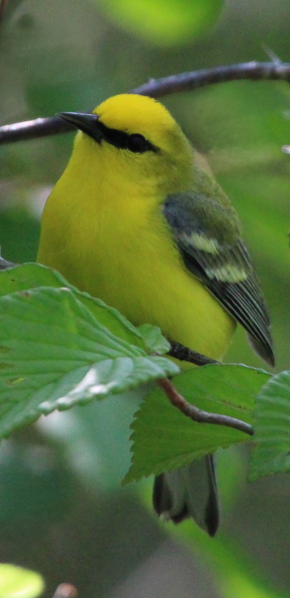 Blue-winged Warbler - ML619344959