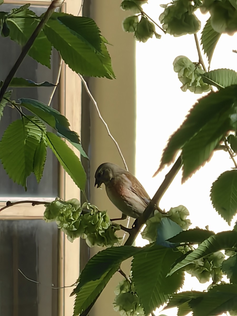 Eurasian Linnet - Виктория Приходько