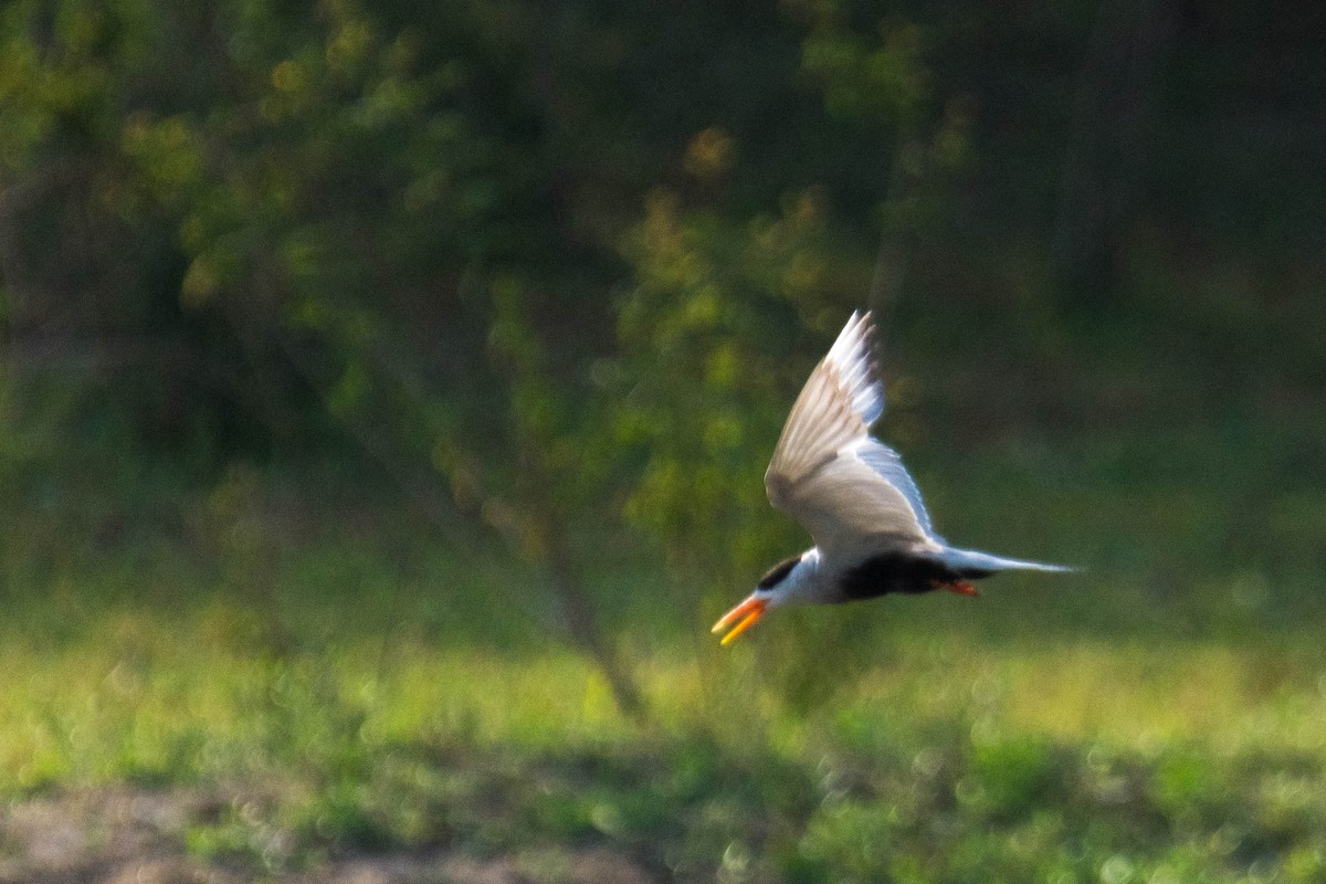 Black-bellied Tern - ML619345008