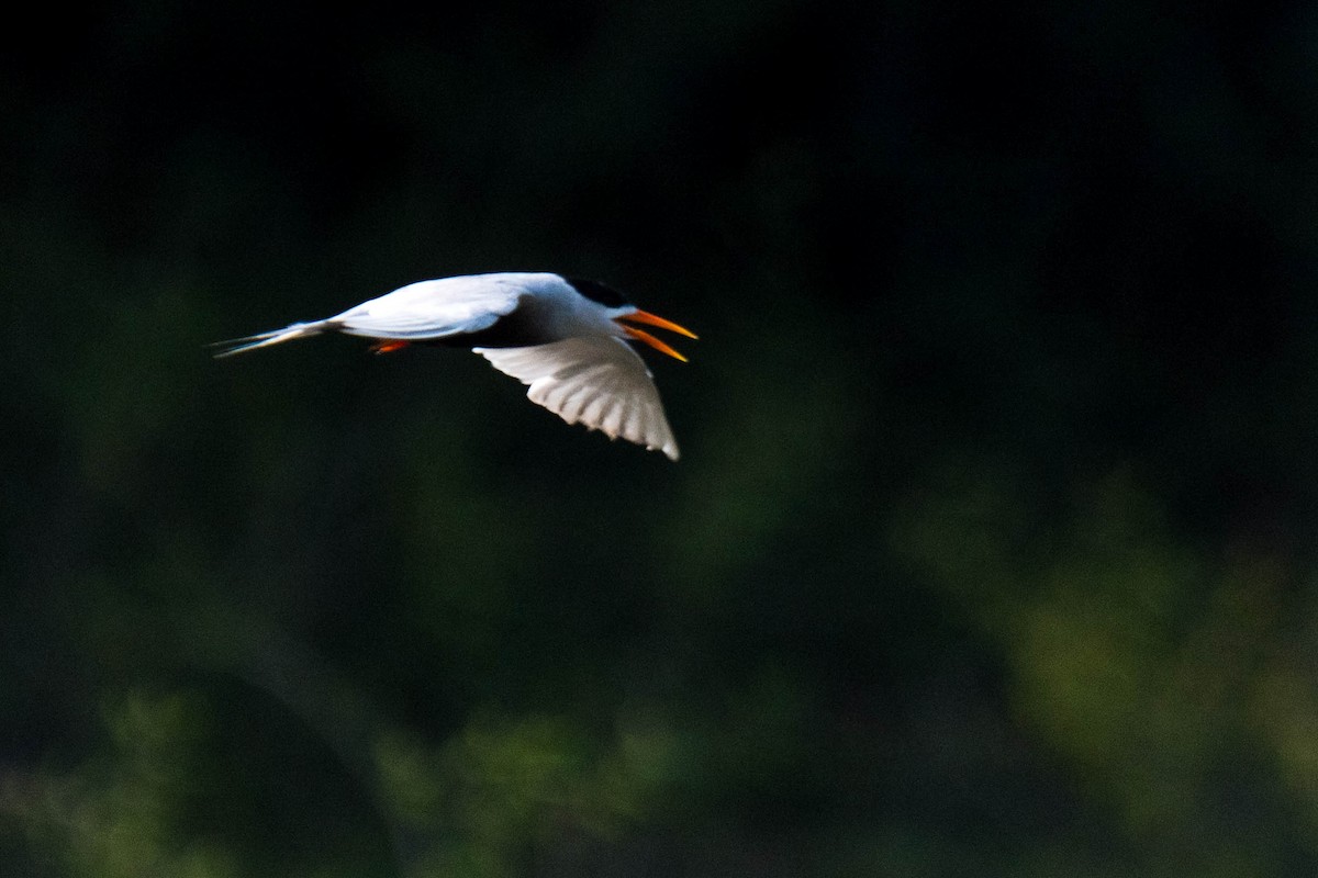 Black-bellied Tern - ML619345010