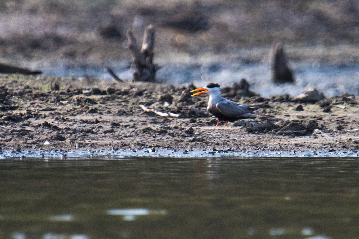 Black-bellied Tern - ML619345012