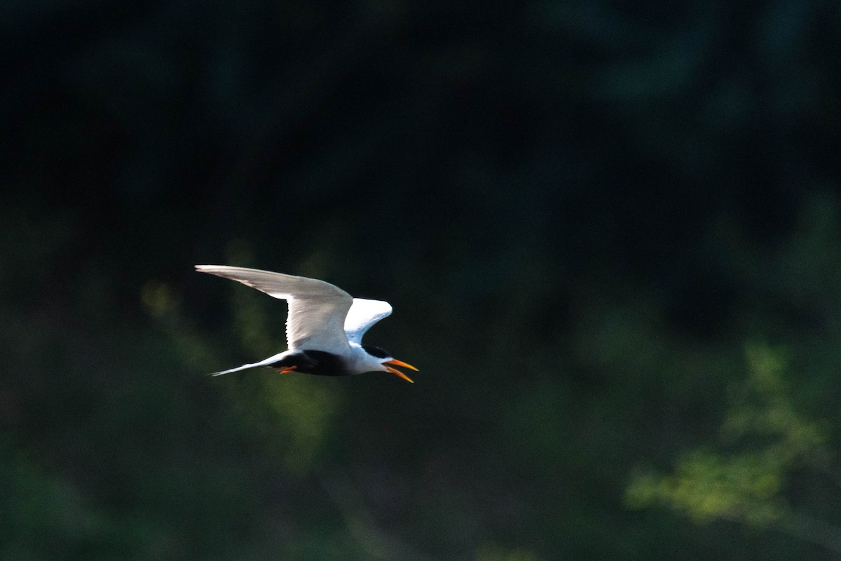 Black-bellied Tern - ML619345013