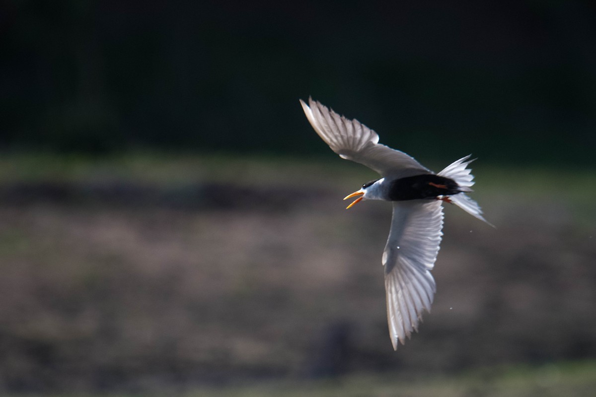 Black-bellied Tern - ML619345015