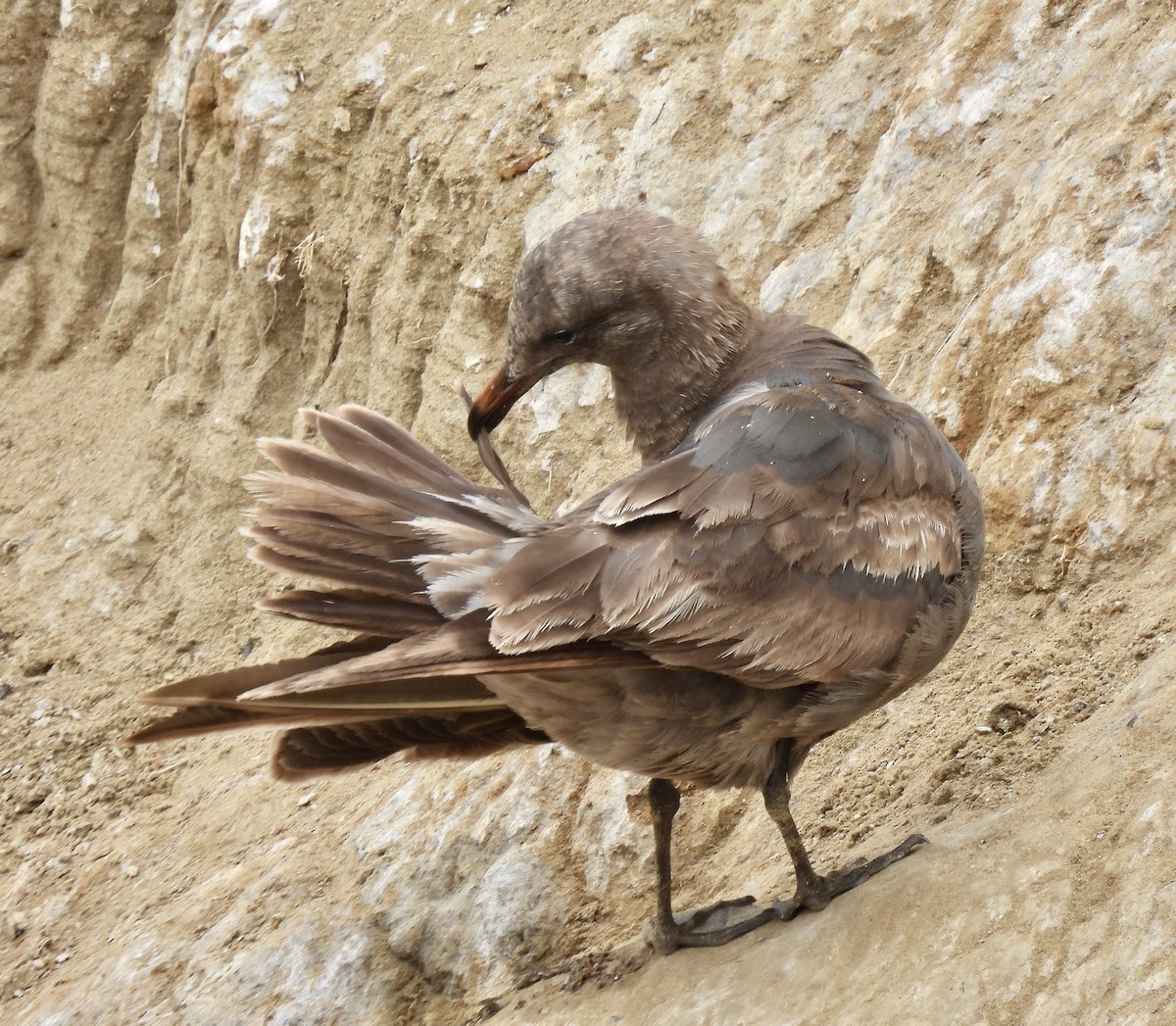 Gaviota Mexicana - ML619345021